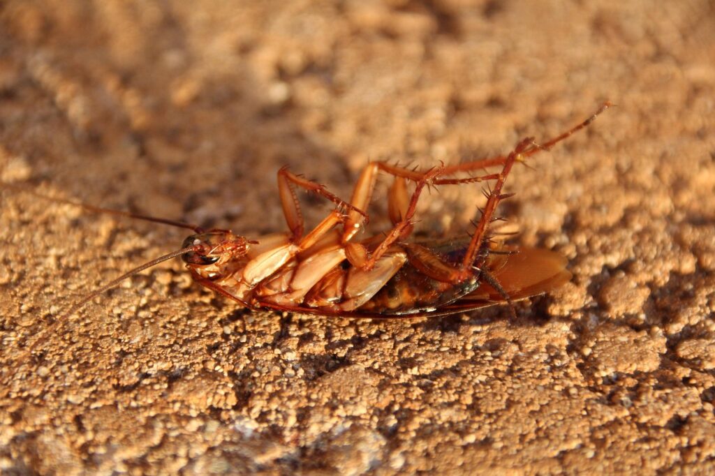 get rid of cockroaches
