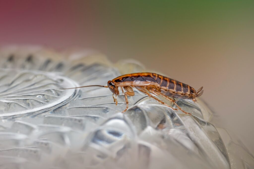 proven methods to eliminate cockroaches quickly
